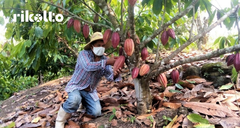 Cosecha de cacao