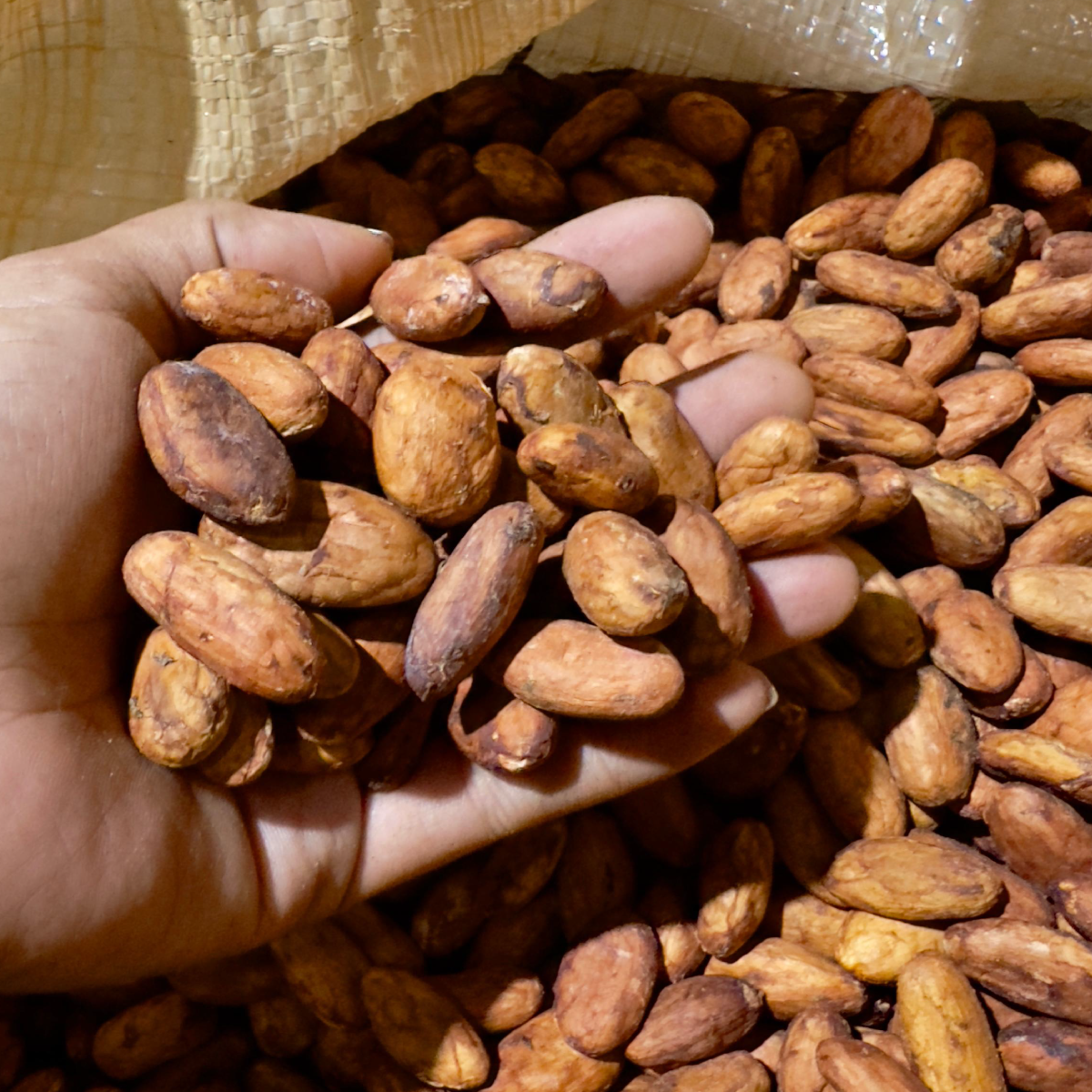 Grano de cacao fairtrade