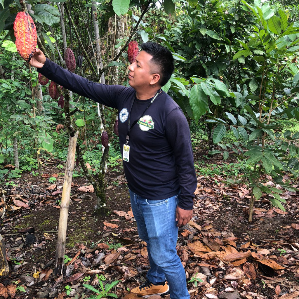 Revisión de cacao