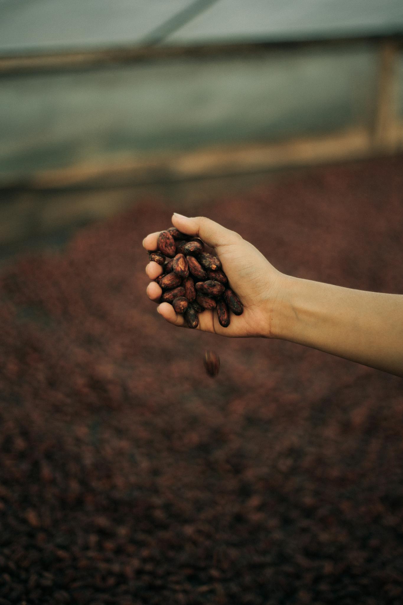 Close-up of a hand holding cocoa beans with a blurred background in Davao City, Philippines.